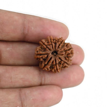 9 Mukhi Rudraksha (Nepal) 23.79 MM