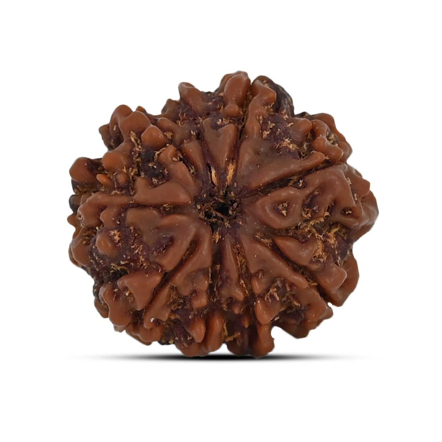 9 Mukhi Rudraksha (Nepal) 21.23 MM