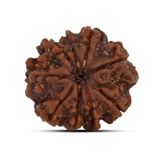 9 Mukhi Rudraksha (Nepal) 21.23 MM