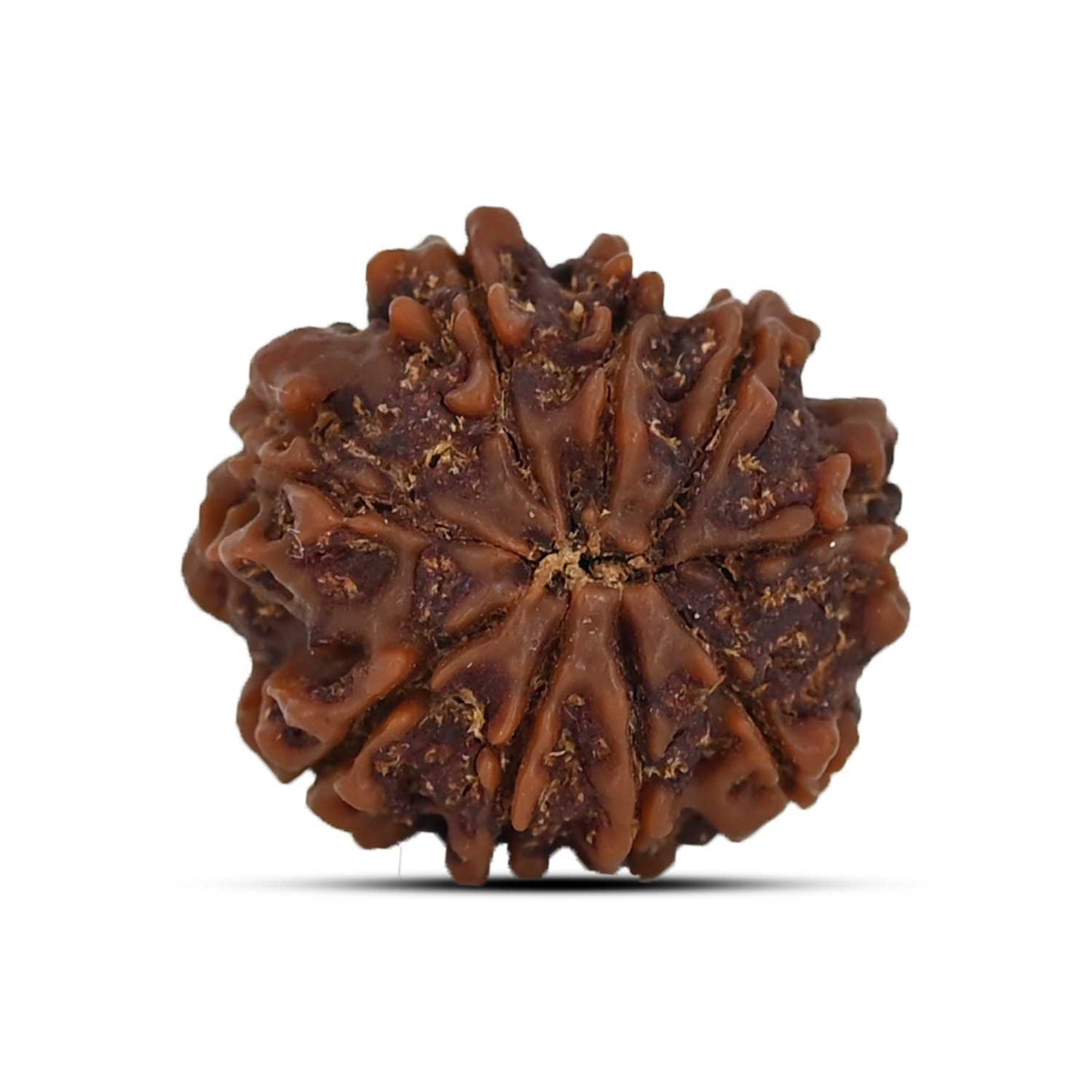 9 Mukhi Rudraksha (Nepal) 21.23 MM