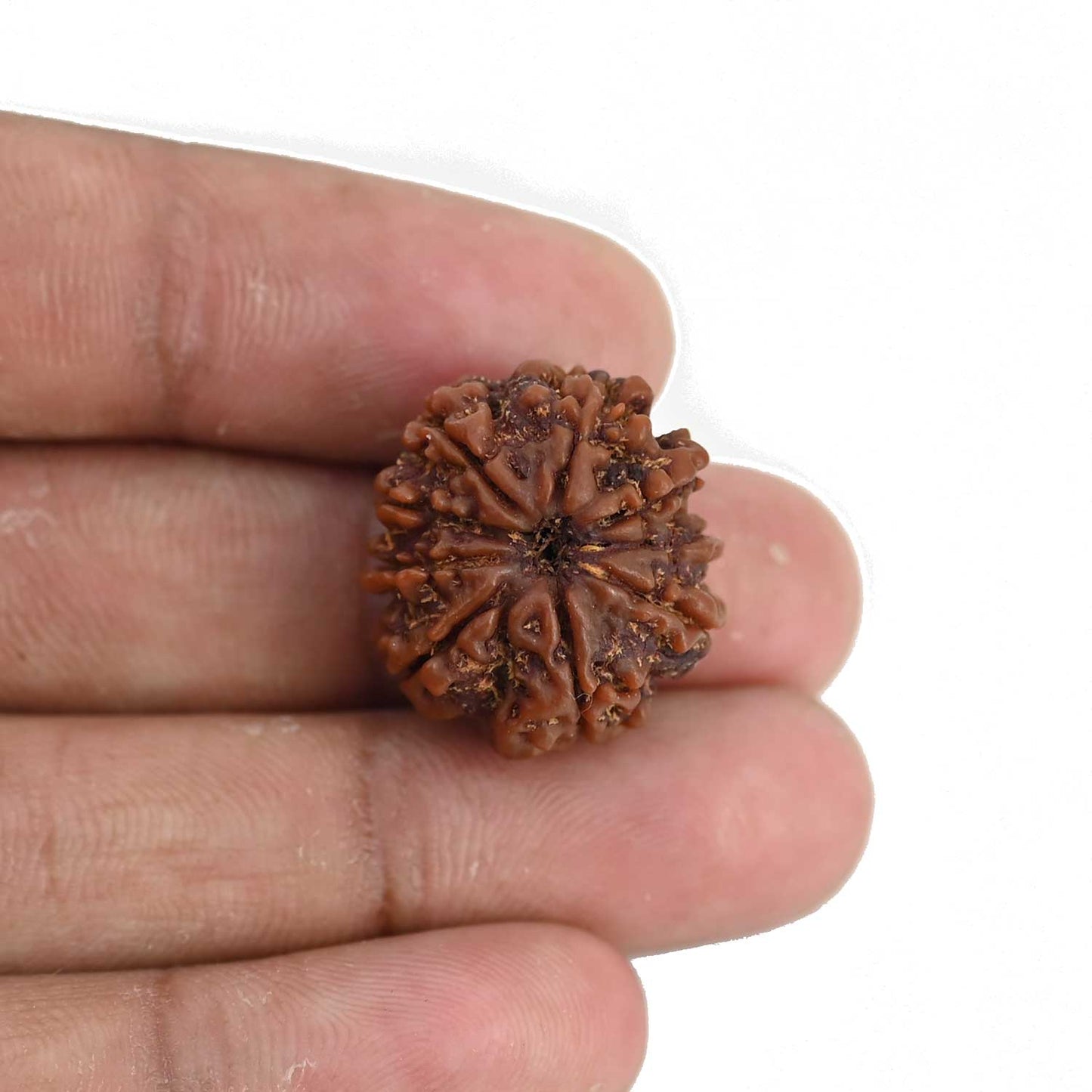 9 Mukhi Rudraksha (Nepal) 21.23 MM
