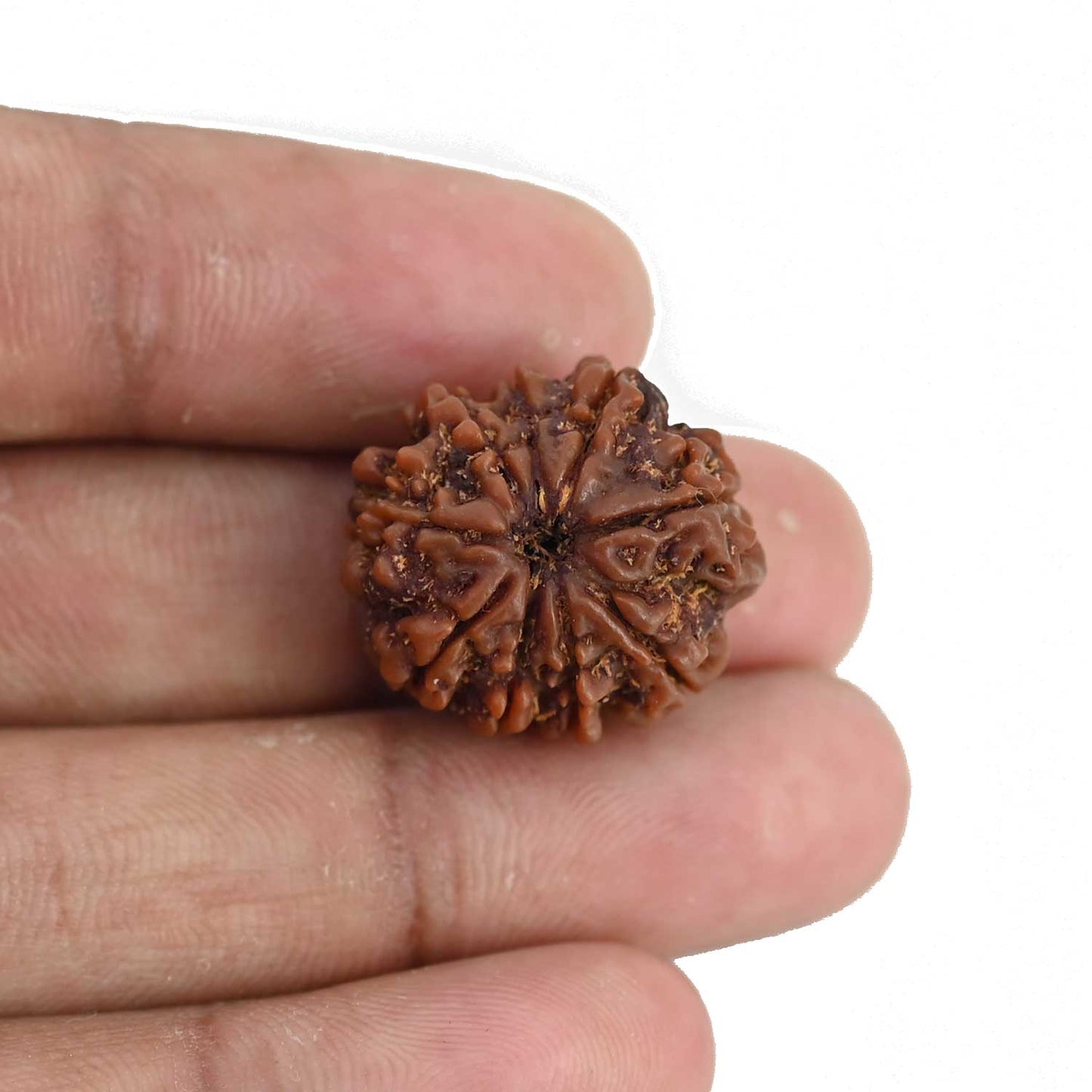 9 Mukhi Rudraksha (Nepal) 21.23 MM