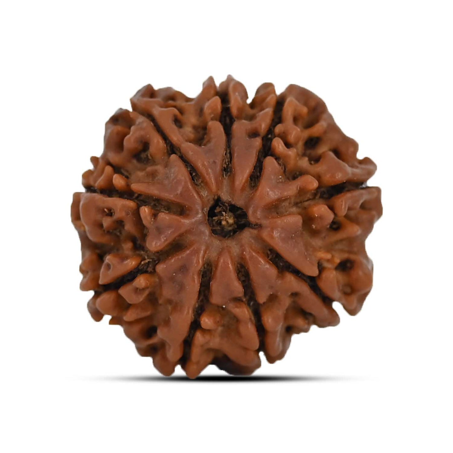9 Mukhi Rudraksha (Nepal) 22.63 MM