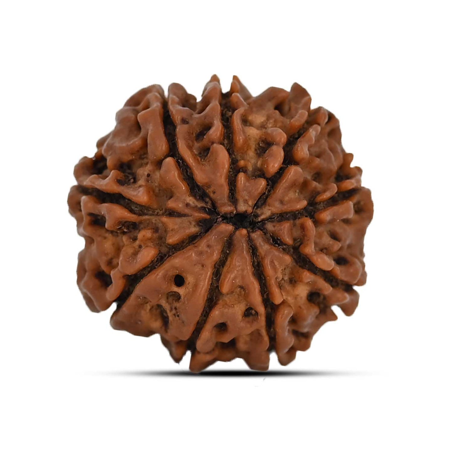 9 Mukhi Rudraksha (Nepal) 22.63 MM