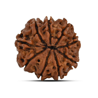 9 Mukhi Rudraksha (Nepal) 22.63 MM