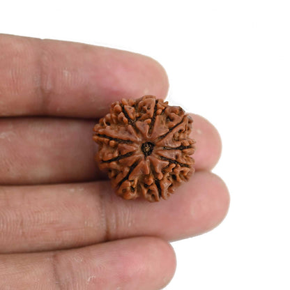 9 Mukhi Rudraksha (Nepal) 22.63 MM