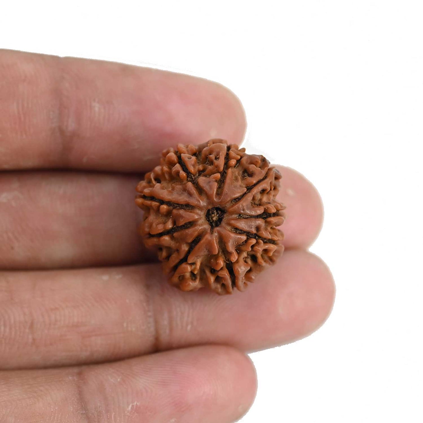 9 Mukhi Rudraksha (Nepal) 22.63 MM