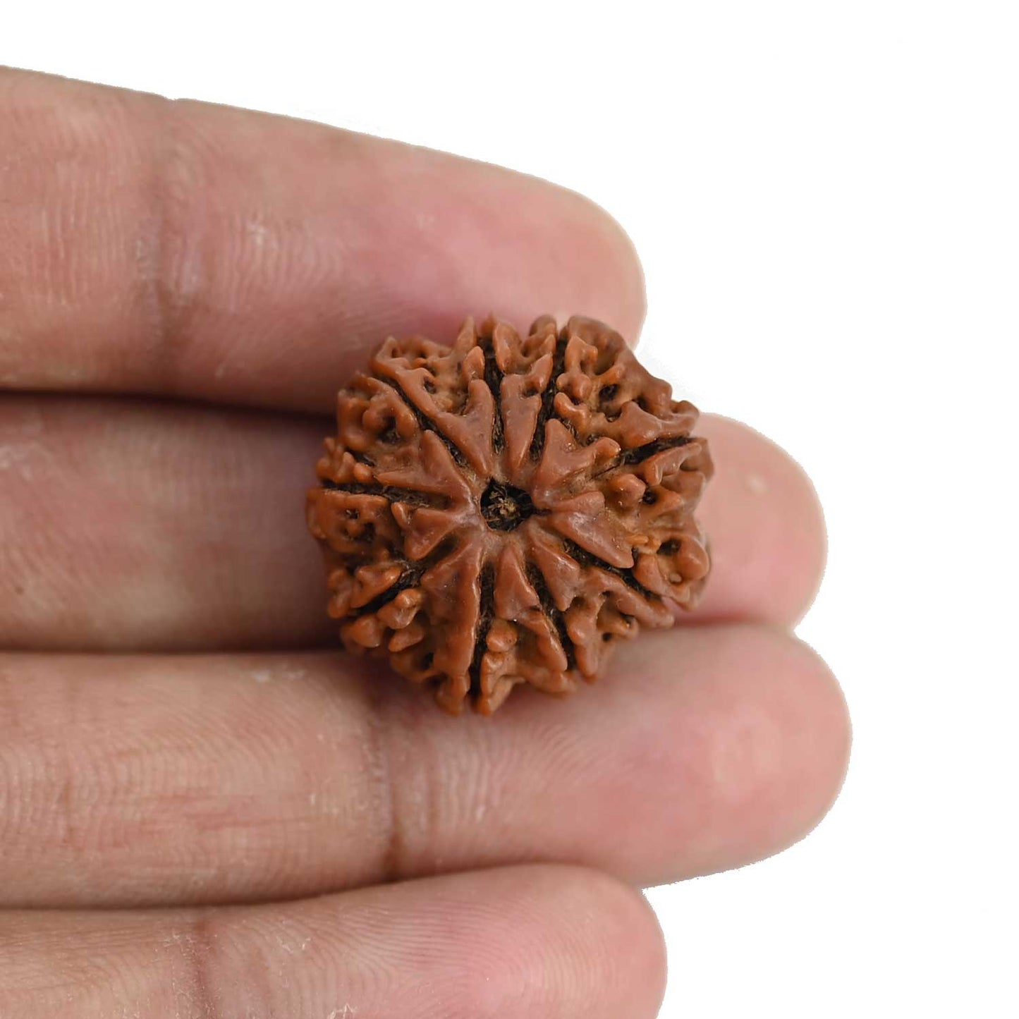 9 Mukhi Rudraksha (Nepal) 22.63 MM