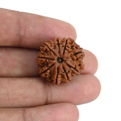 9 Mukhi Rudraksha (Nepal) 22.63 MM