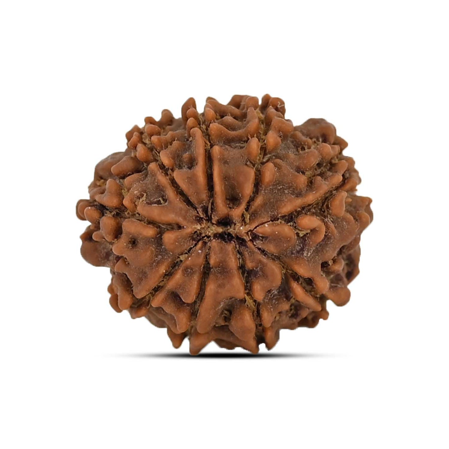 9 Mukhi Rudraksha (Nepal) 21.37 MM
