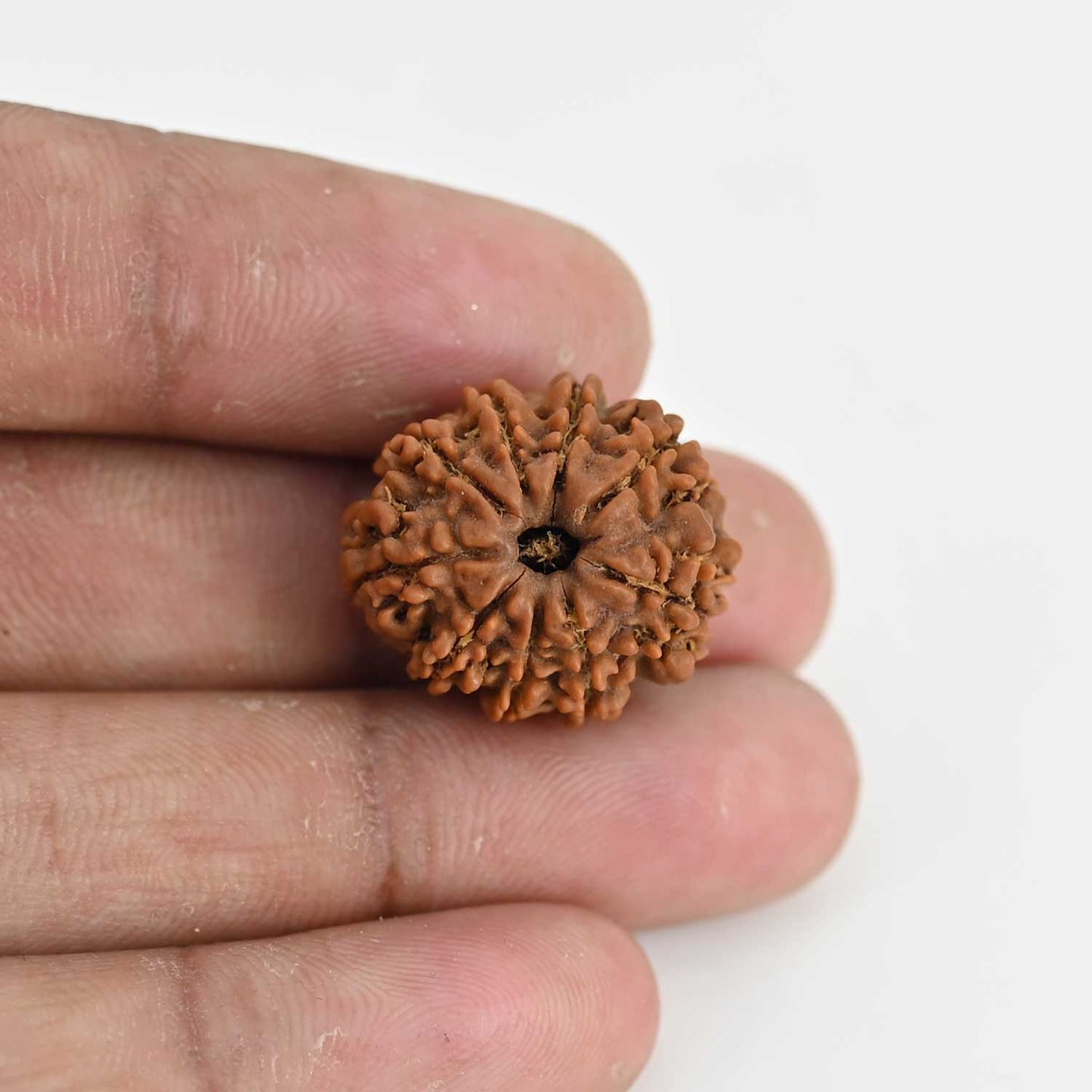 9 Mukhi Rudraksha (Nepal) 21.37 MM