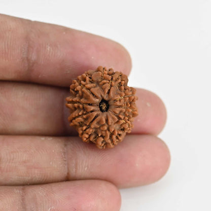 9 Mukhi Rudraksha (Nepal) 21.37 MM