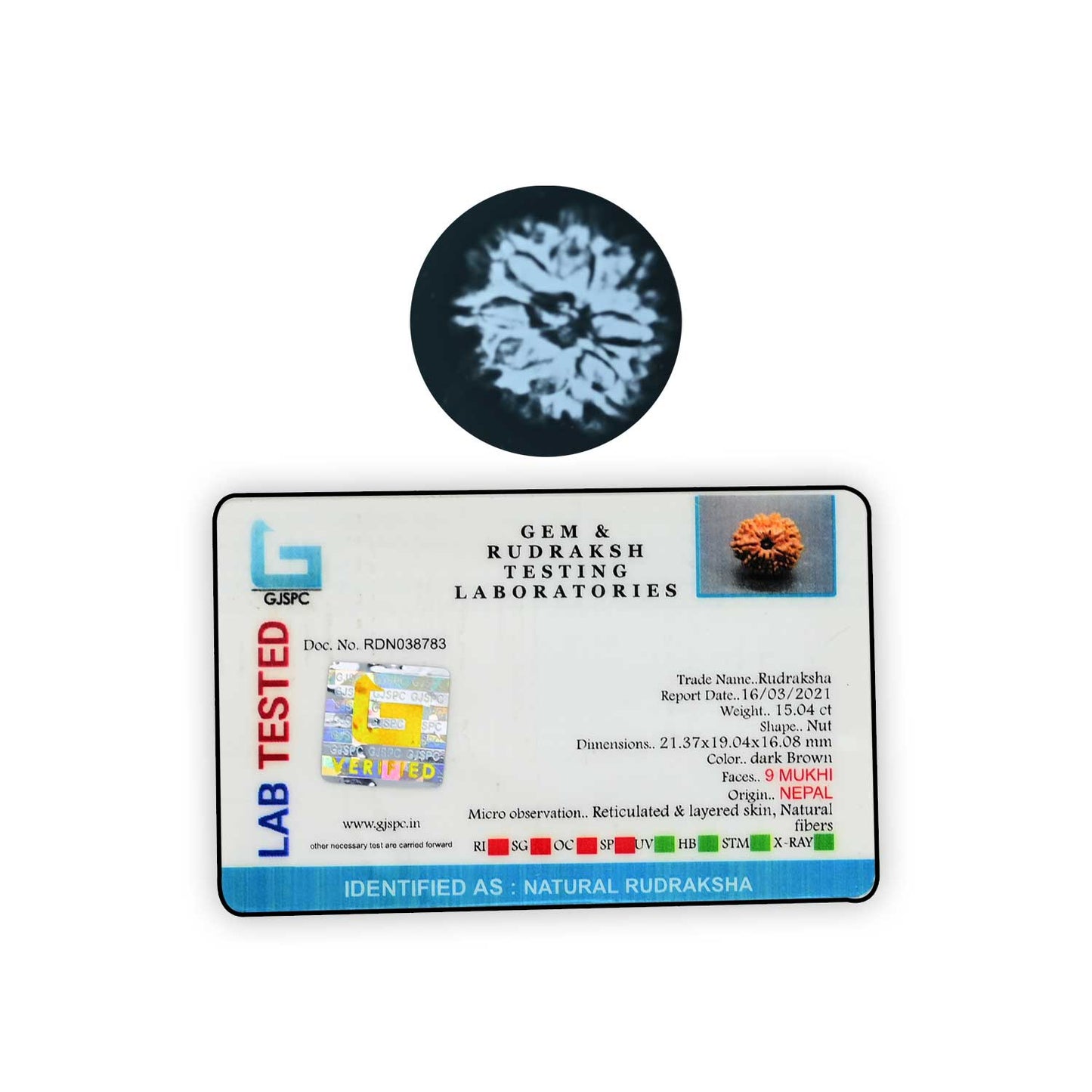 9 Mukhi Rudraksha (Nepal) 21.37 MM