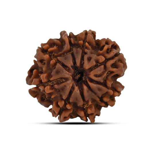 9 Mukhi Rudraksha (Nepal) 23 MM