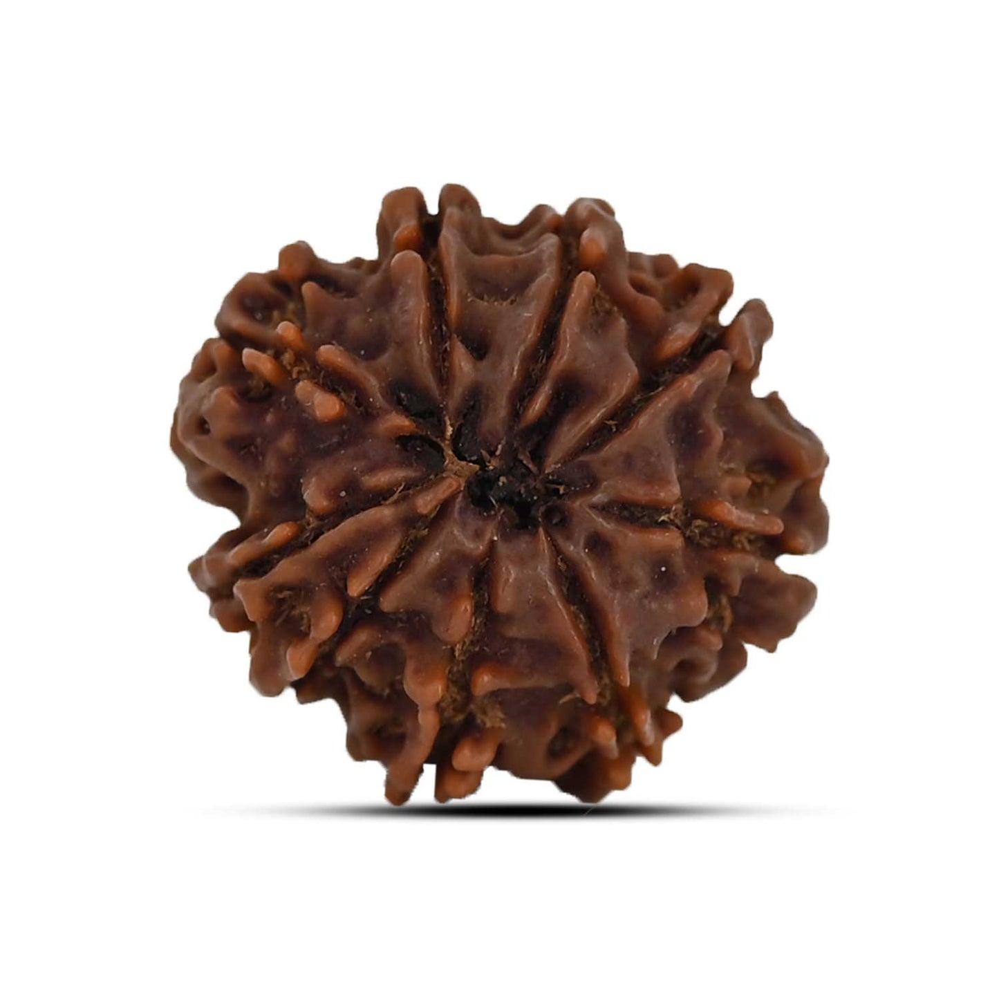 9 Mukhi Rudraksha (Nepal) 23 MM