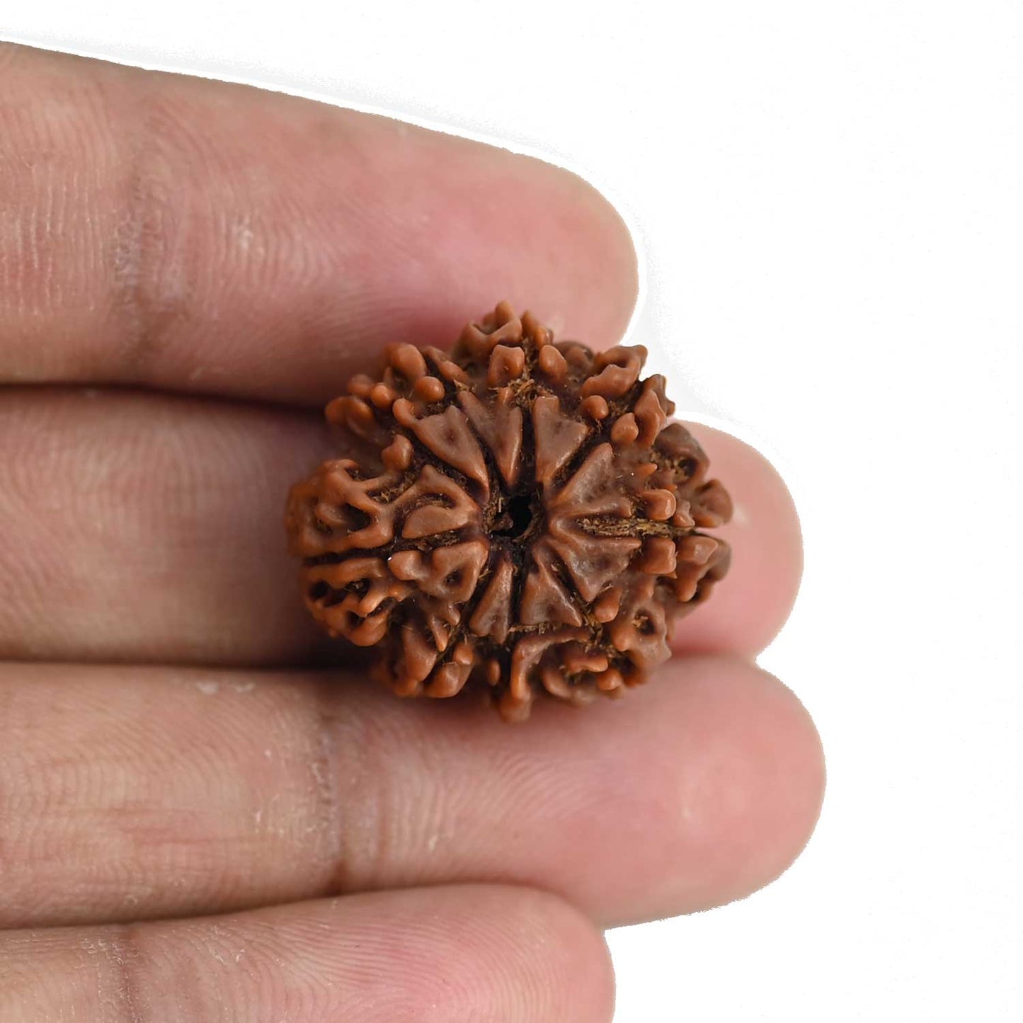 9 Mukhi Rudraksha (Nepal) 23 MM