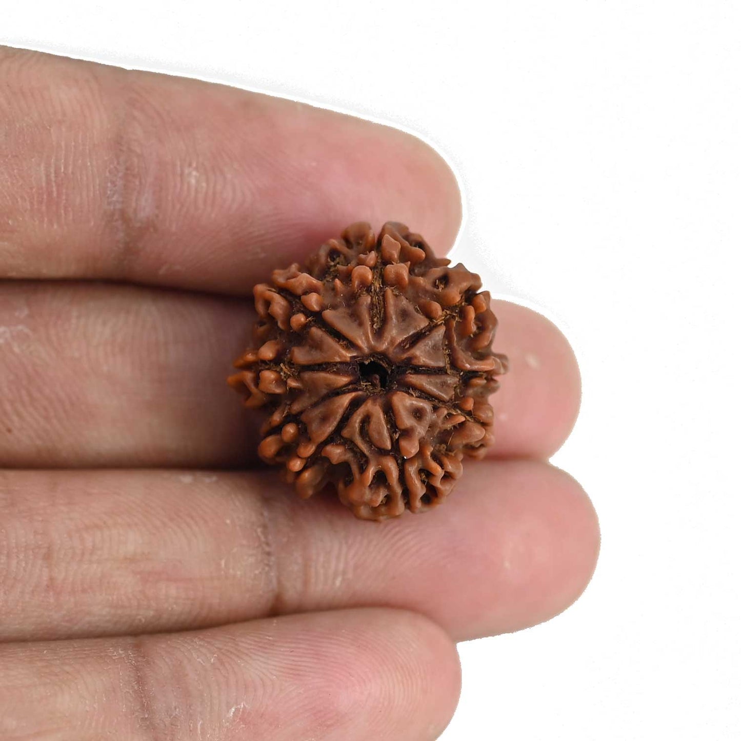 9 Mukhi Rudraksha (Nepal) 23 MM