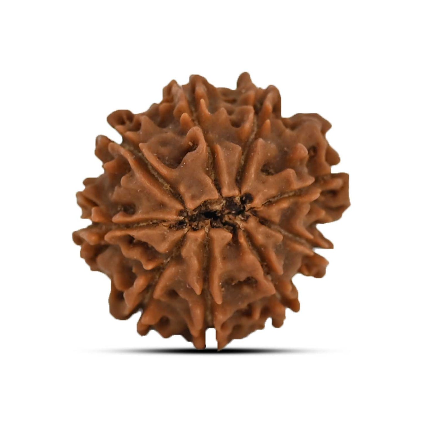 9 Mukhi Rudraksha (Nepal) 21.65 MM