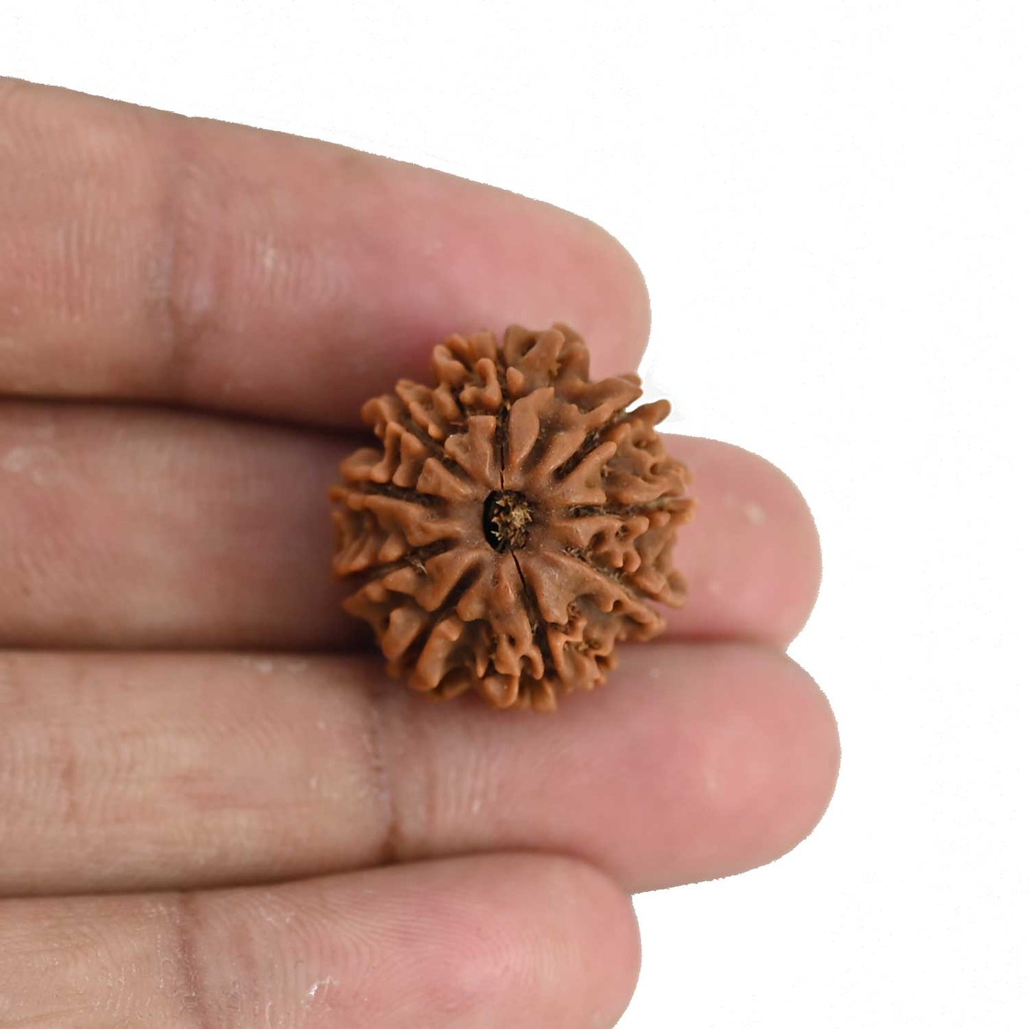 9 Mukhi Rudraksha (Nepal) 21.65 MM