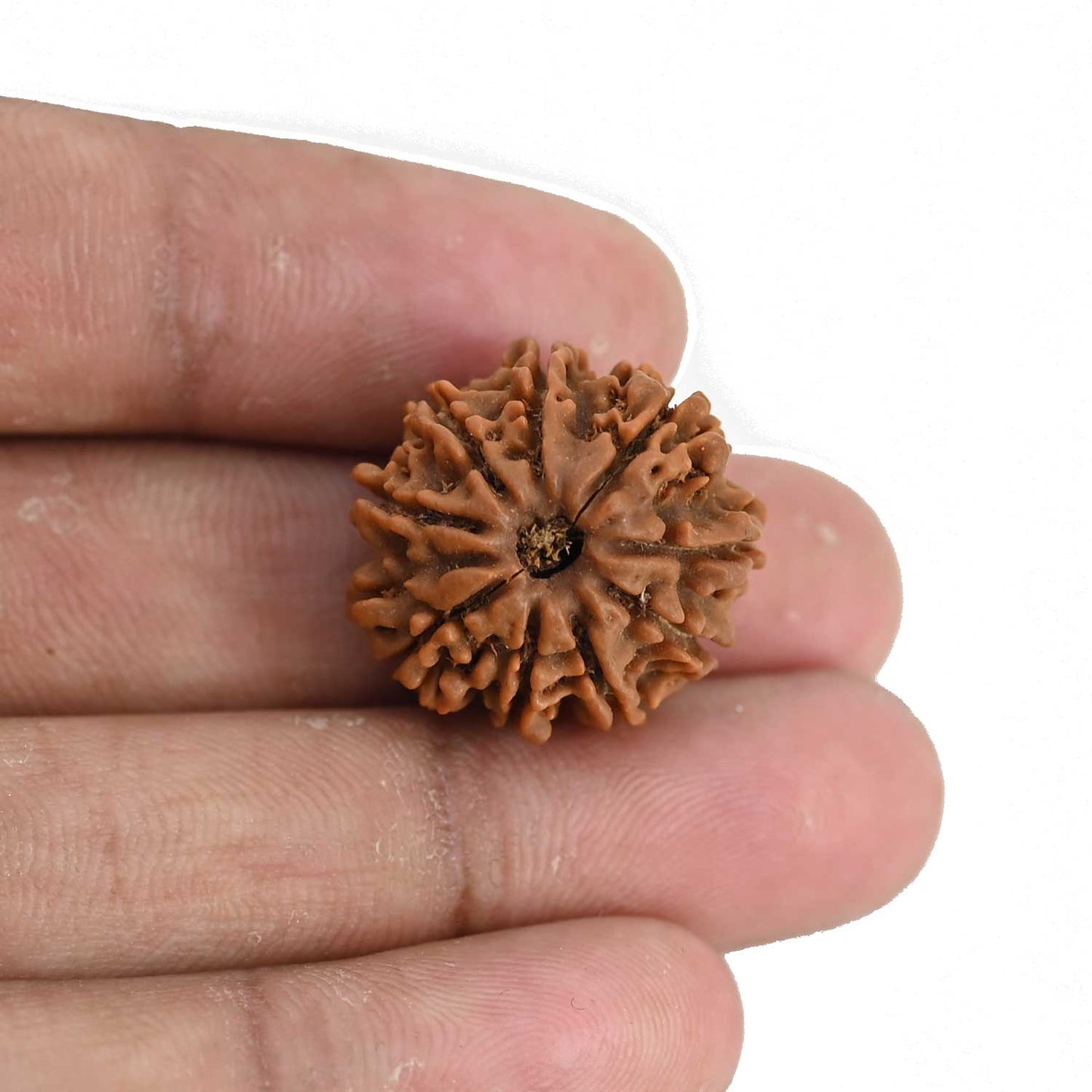 9 Mukhi Rudraksha (Nepal) 21.65 MM