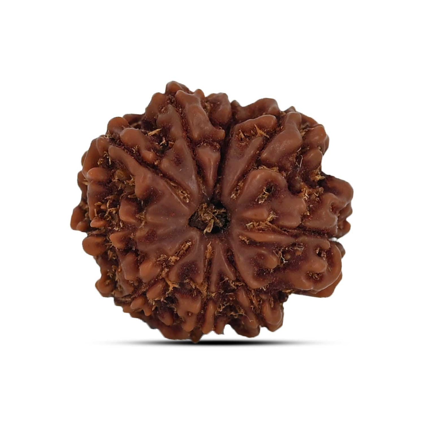 9 Mukhi Rudraksha (Nepal) 21.69 MM