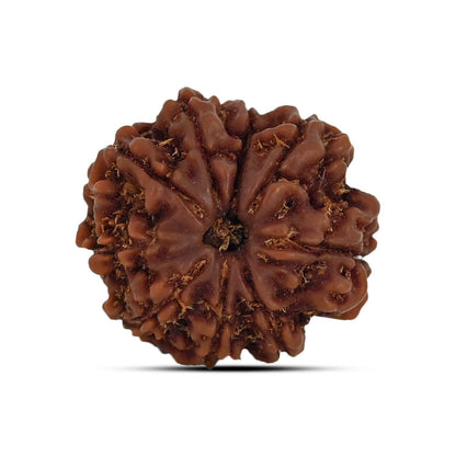 9 Mukhi Rudraksha (Nepal) 21.69 MM