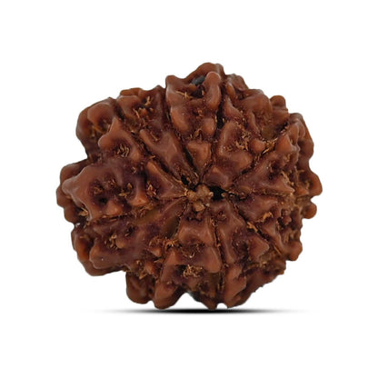 9 Mukhi Rudraksha (Nepal) 21.69 MM