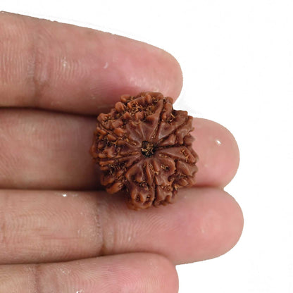 9 Mukhi Rudraksha (Nepal) 21.69 MM