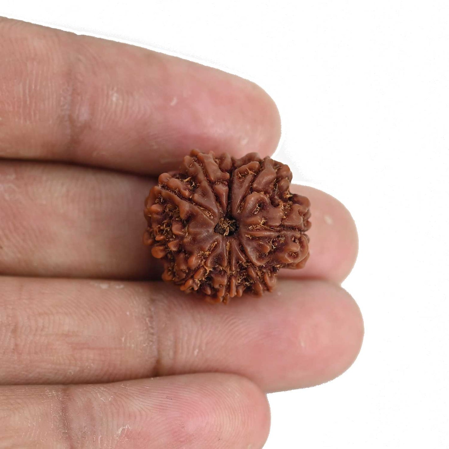 9 Mukhi Rudraksha (Nepal) 21.69 MM