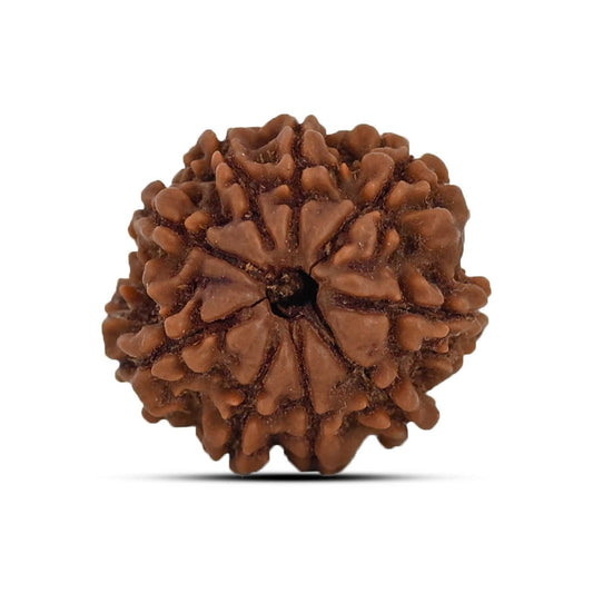 9 Mukhi Rudraksha (Nepal) 20.31 MM