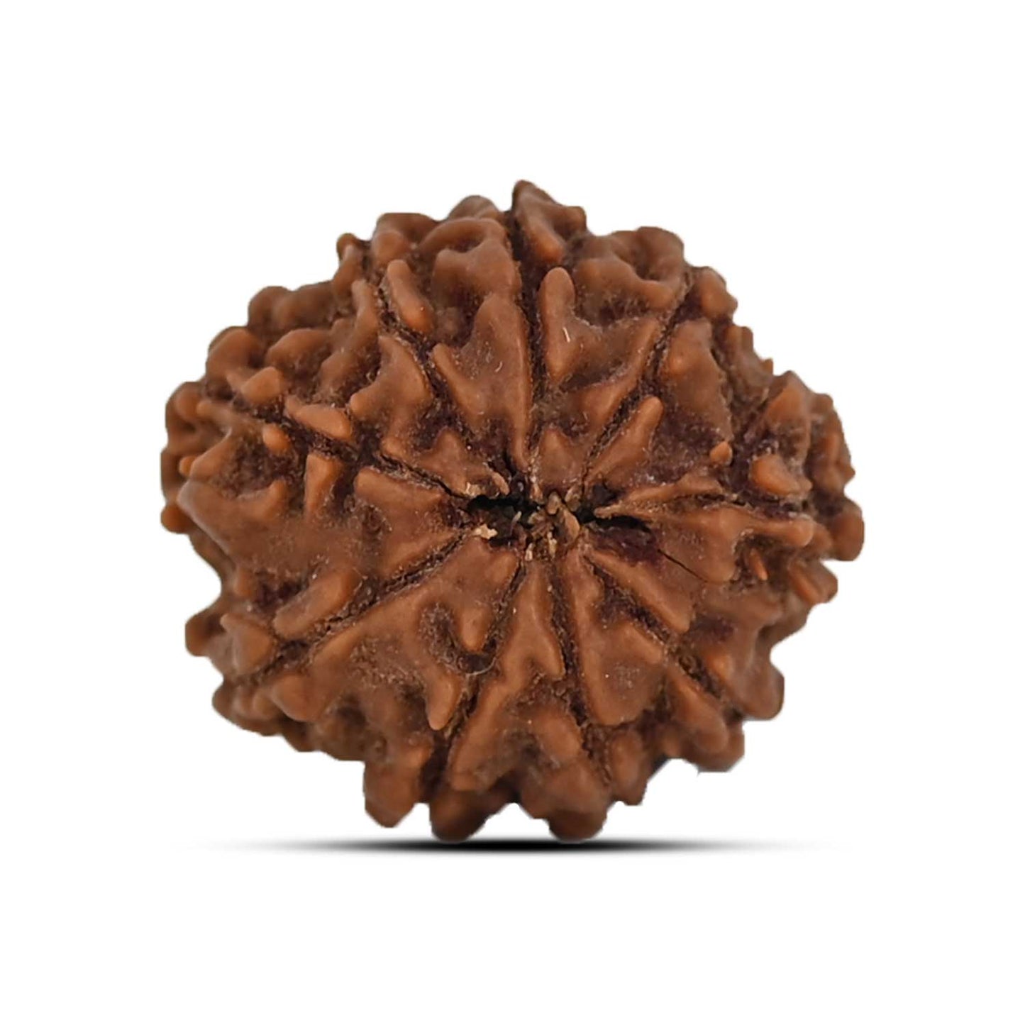 9 Mukhi Rudraksha (Nepal) 20.31 MM