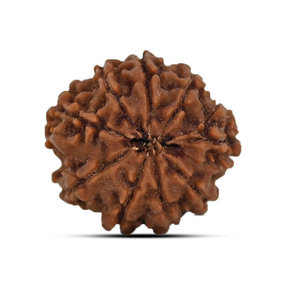 9 Mukhi Rudraksha (Nepal) 20.31 MM