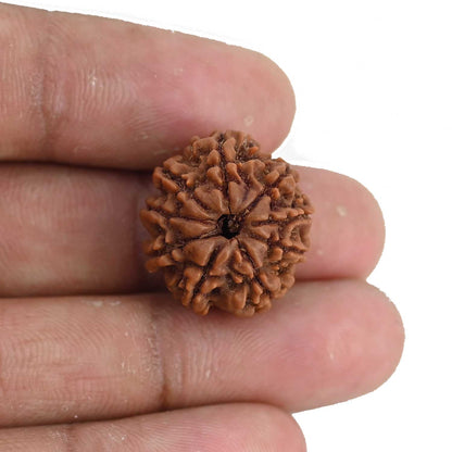 9 Mukhi Rudraksha (Nepal) 20.31 MM