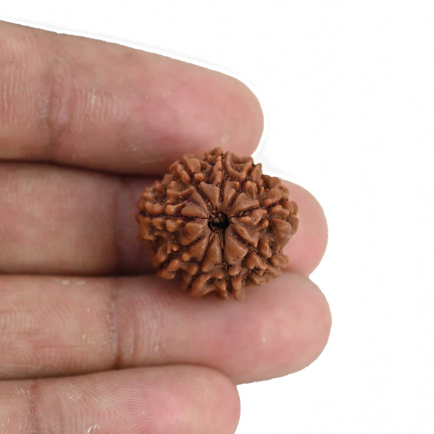 9 Mukhi Rudraksha (Nepal) 20.31 MM