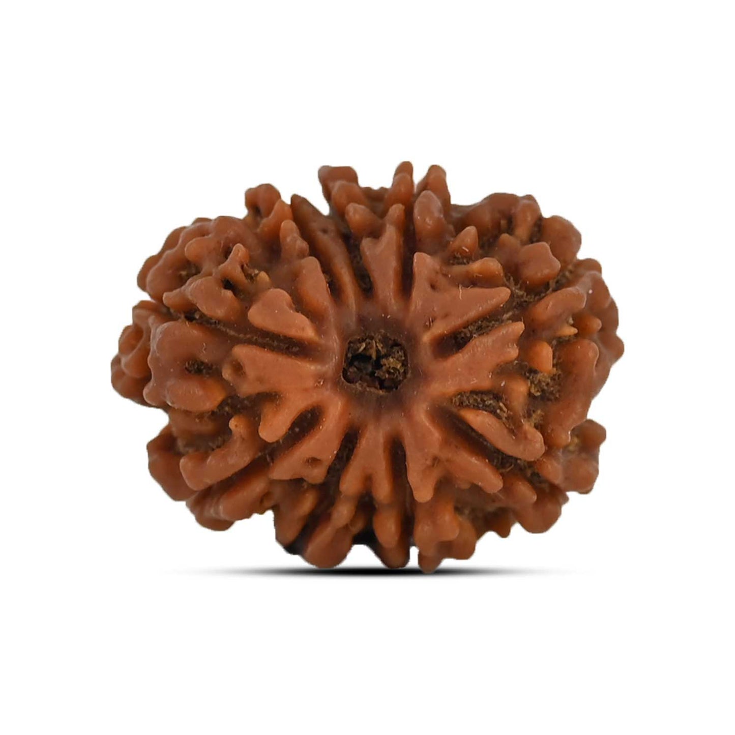 9 Mukhi Rudraksha (Nepal) 23.54 MM