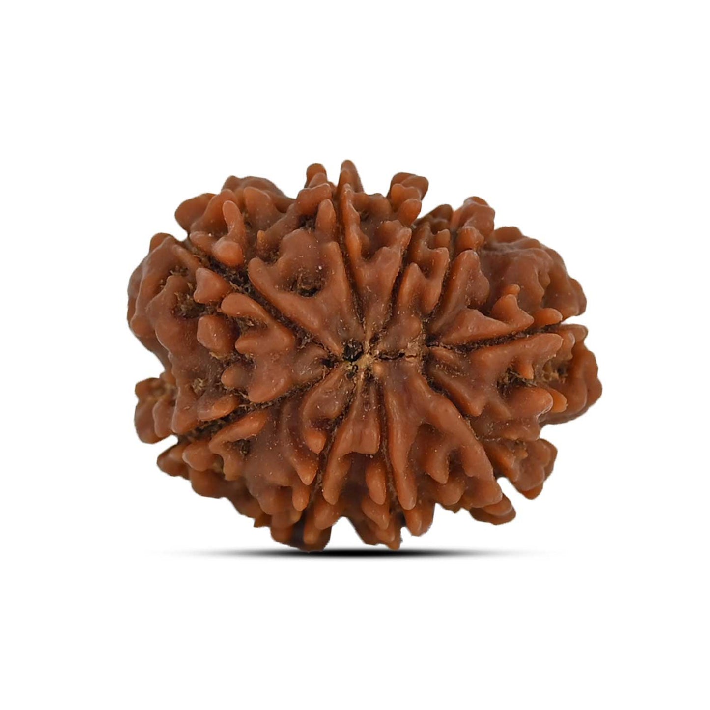9 Mukhi Rudraksha (Nepal) 23.54 MM