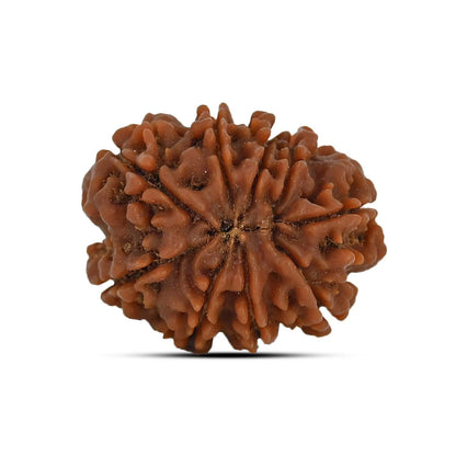 9 Mukhi Rudraksha (Nepal) 23.54 MM