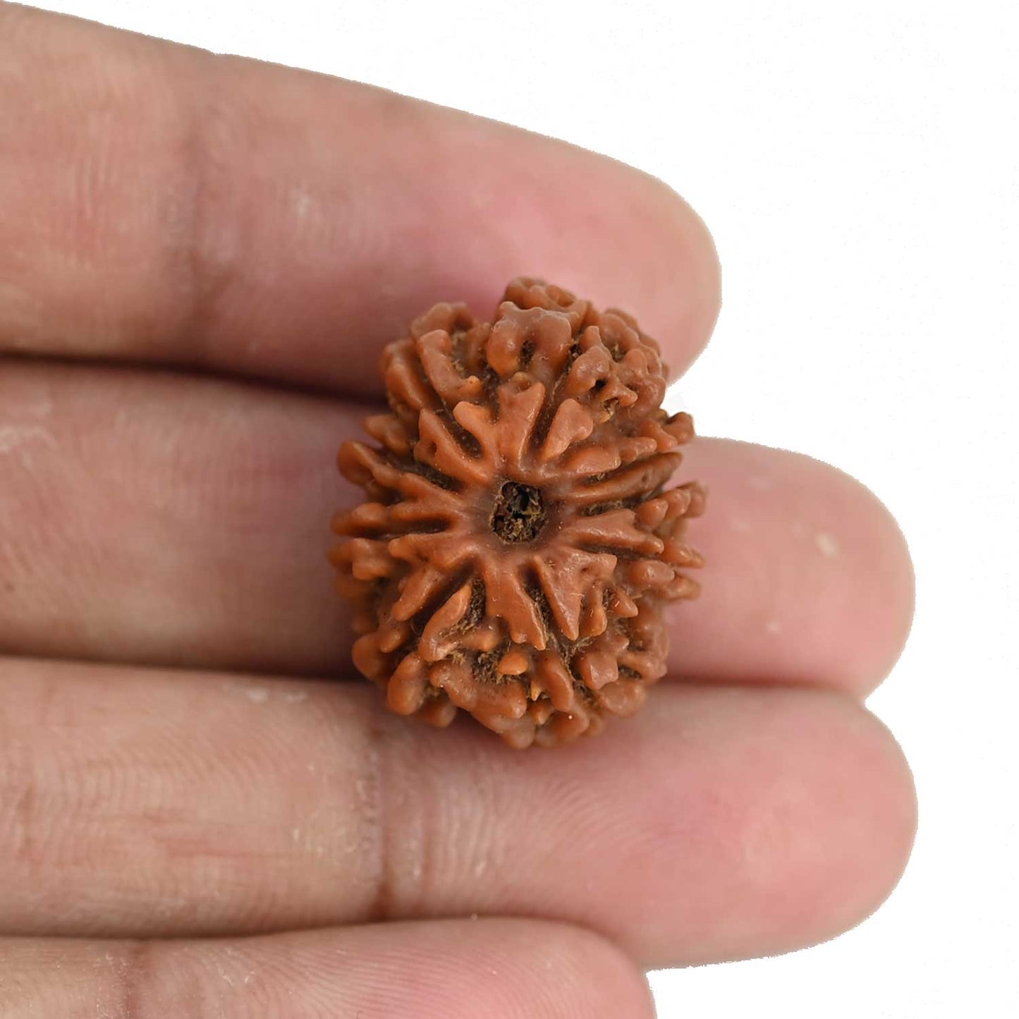 9 Mukhi Rudraksha (Nepal) 23.54 MM