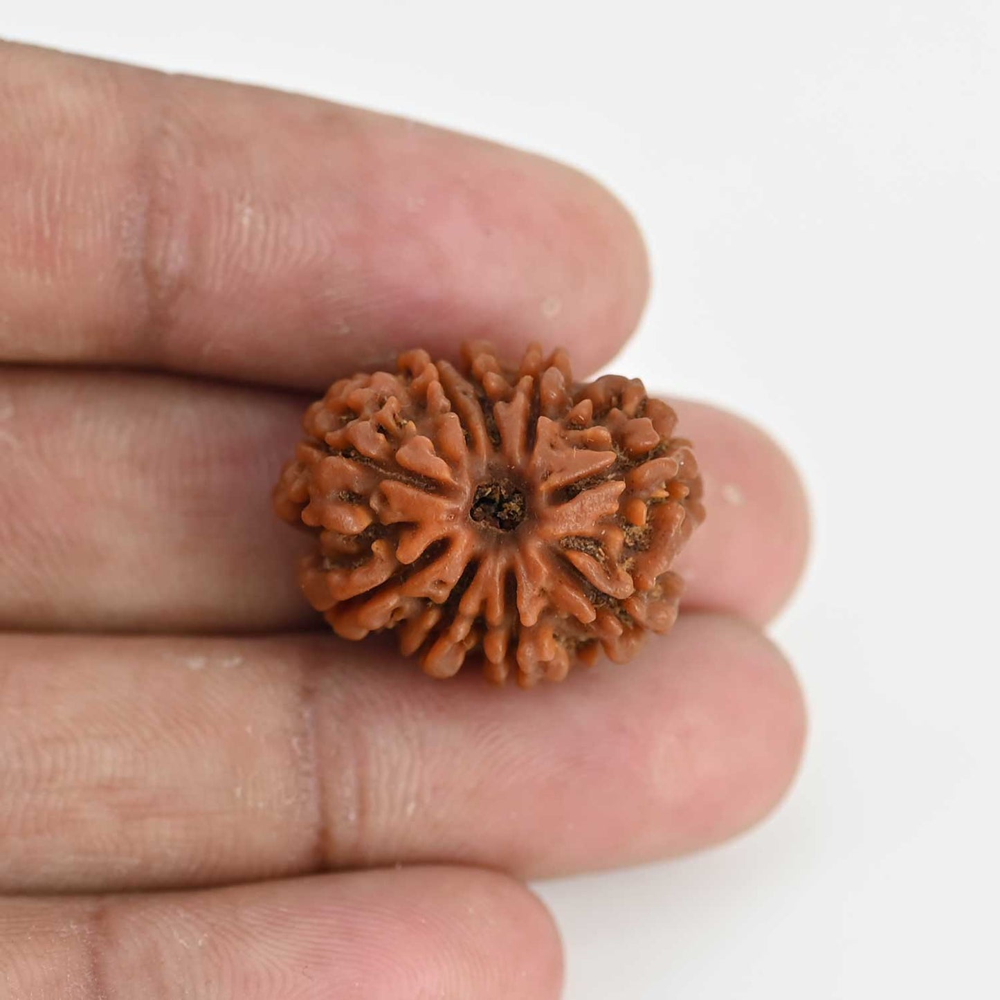 9 Mukhi Rudraksha (Nepal) 23.54 MM