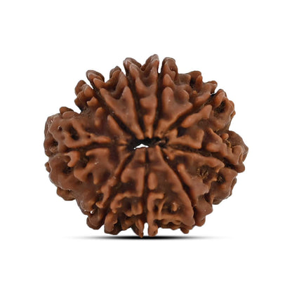 9 Mukhi Rudraksha (Nepal) 23.72 MM