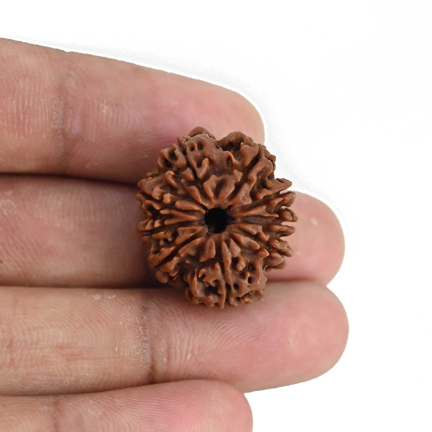 9 Mukhi Rudraksha (Nepal) 23.72 MM