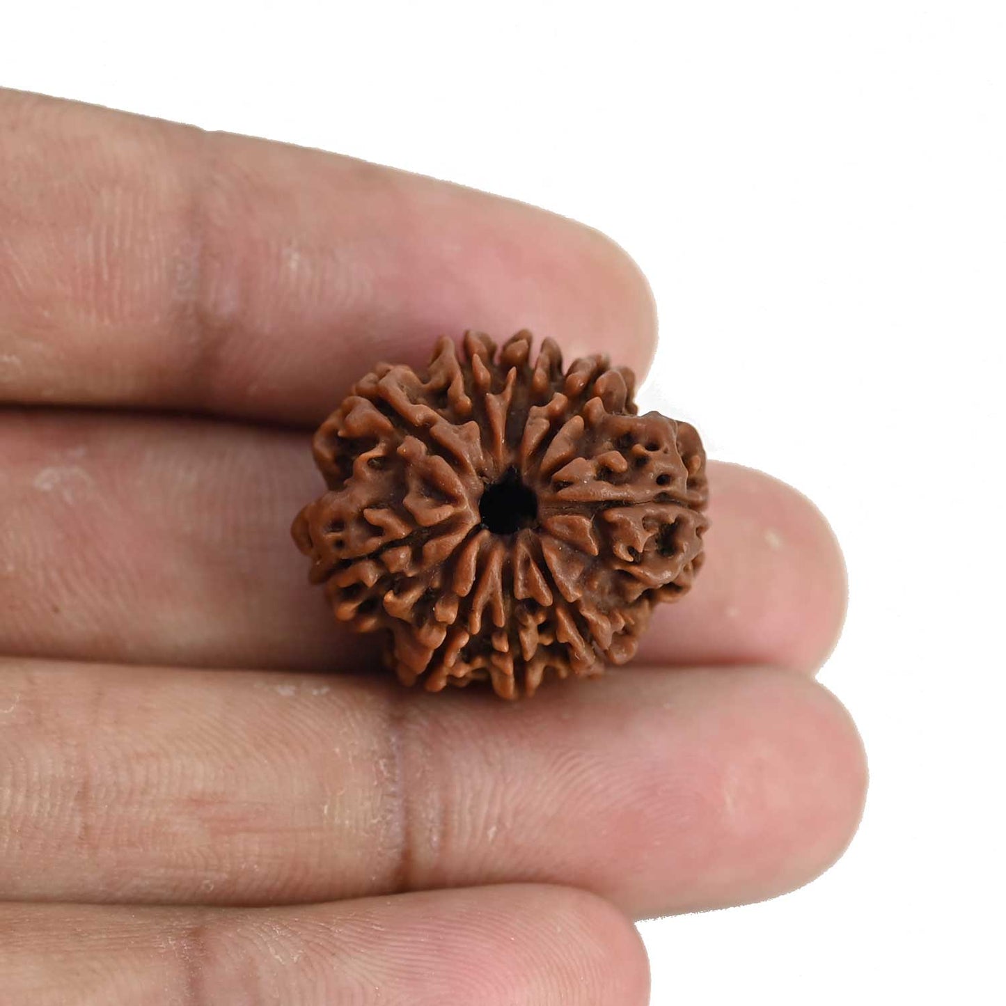9 Mukhi Rudraksha (Nepal) 23.72 MM
