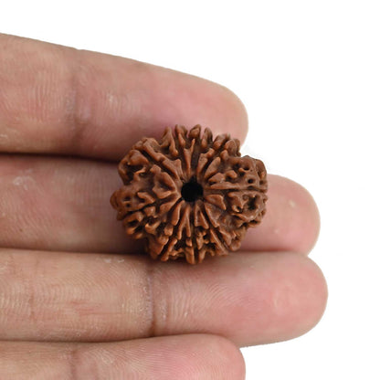 9 Mukhi Rudraksha (Nepal) 23.72 MM