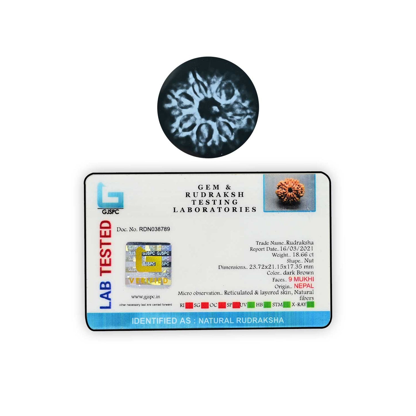 9 Mukhi Rudraksha (Nepal) 23.72 MM