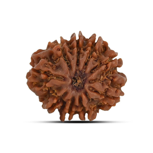 9 Mukhi Rudraksha (Nepal) 22.24 MM