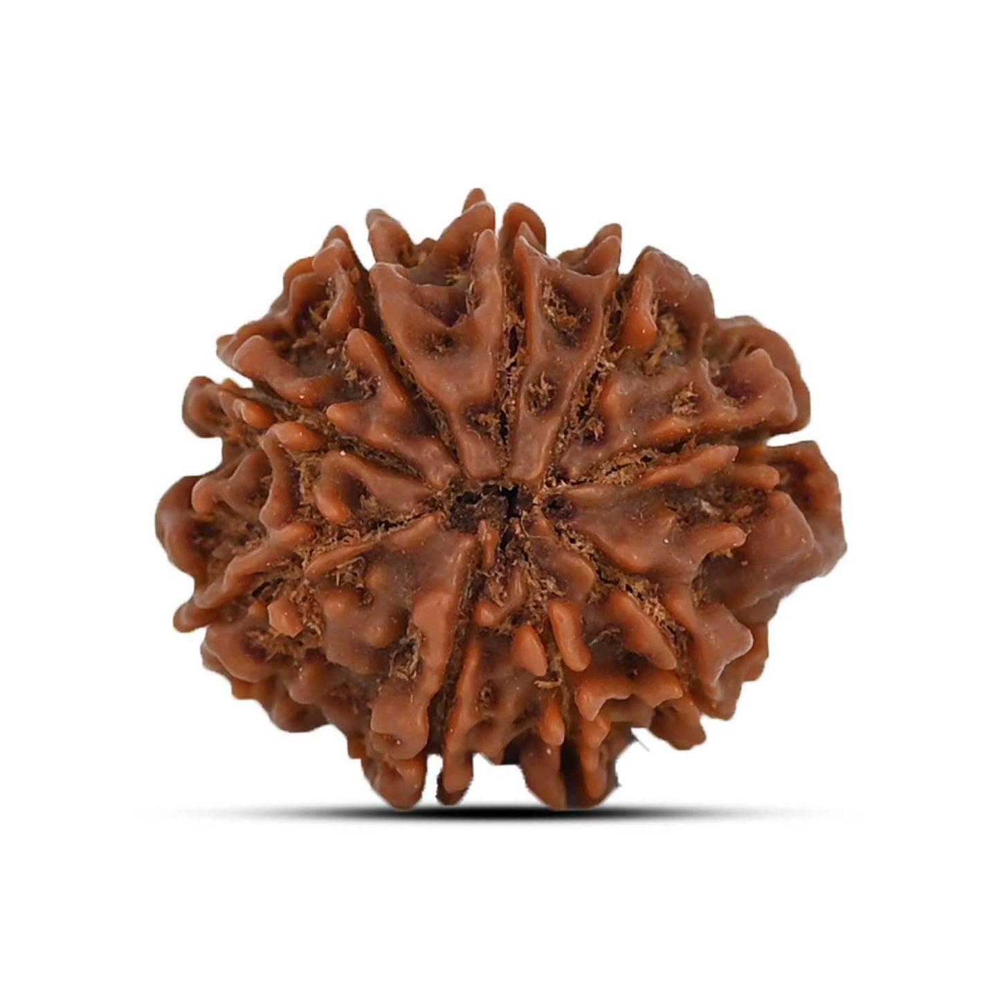 9 Mukhi Rudraksha (Nepal) 22.24 MM