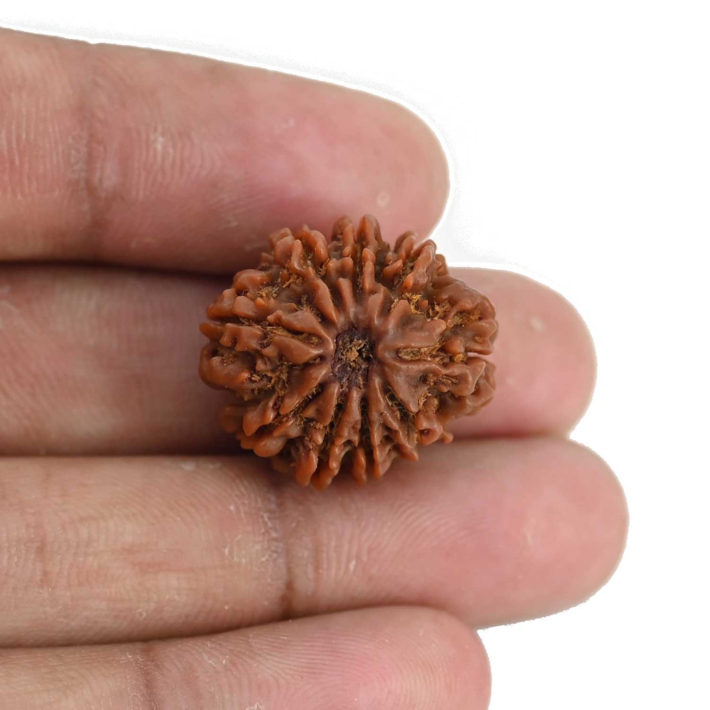 9 Mukhi Rudraksha (Nepal) 22.24 MM