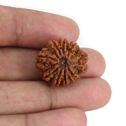 9 Mukhi Rudraksha (Nepal) 22.24 MM