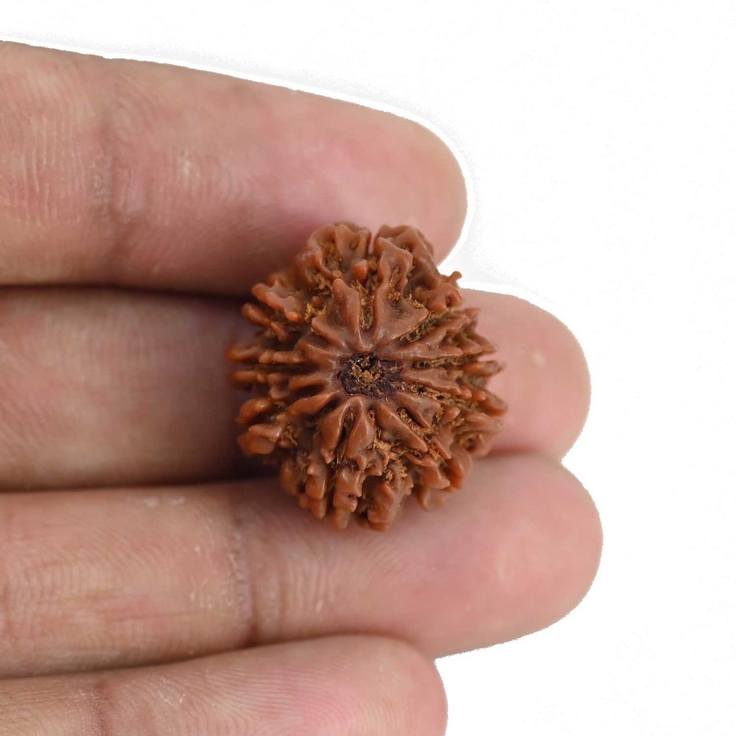 9 Mukhi Rudraksha (Nepal) 22.24 MM