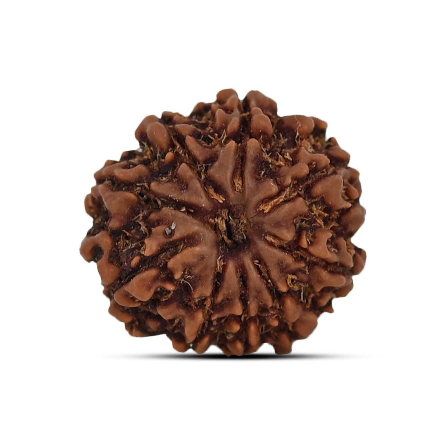 9 Mukhi Rudraksha (Nepal) 19.33 MM